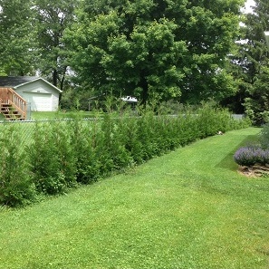 Eastern White Cedar : FULL SPEED A HEDGE® "American Pillar" Small Size
