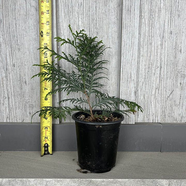 Eastern White Cedar : FULL SPEED A HEDGE® "American Pillar" Small Size  Reg $26.