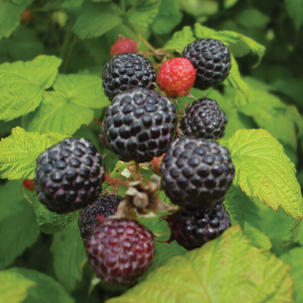 Raspberry Black : JEWEL tissue culture plugs (Summer Bearing)