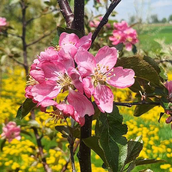 Red-Fleshed Apple : REDFIELD  Large Semi-Dwarf  (B118) - Image 3