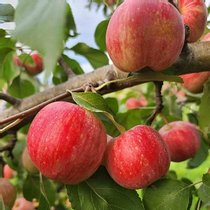 Crabapple : CHESTNUT Large Semi-Dwarf  (B118)
