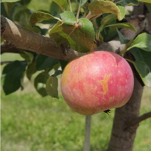 Crabapple : CHESTNUT Large Semi-Dwarf  (B118) (Orchard Grade)
