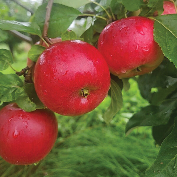 Apple : REDFREE