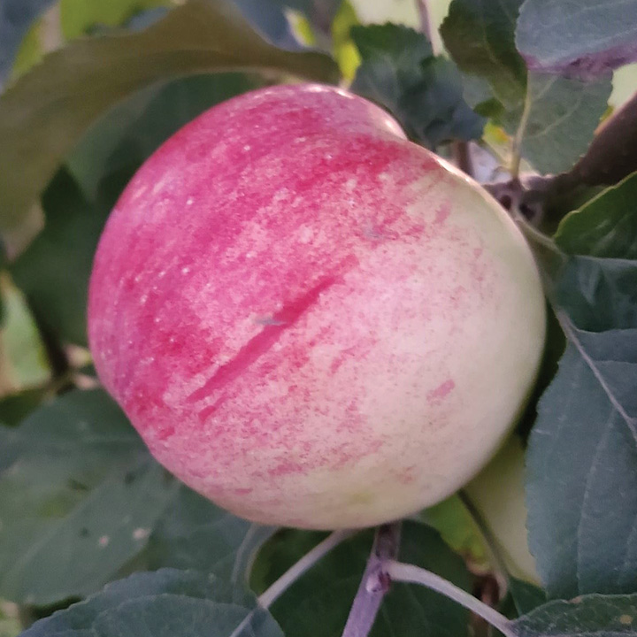 Apple : DEXTER JACKSON
