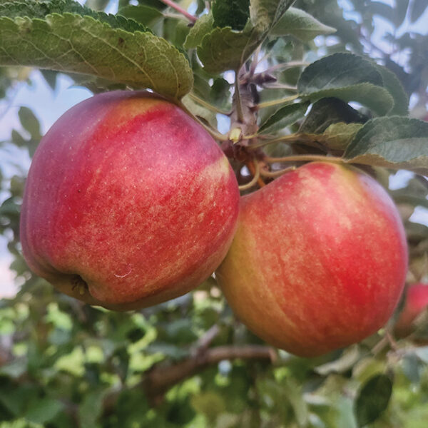 Apple : PRISCILLA