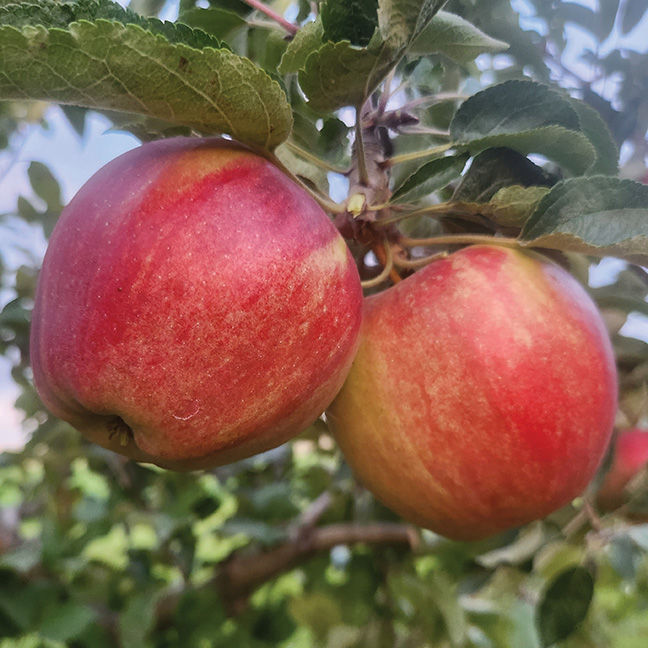 Apple : PRISCILLA