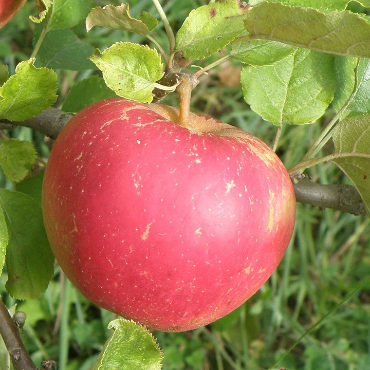 Apple : BELLE DE BOSKOOP