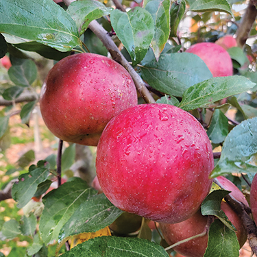 Apple : SNOWSWEET