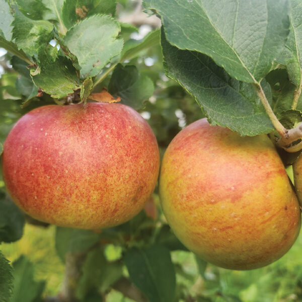 Apple : RIBSTON PIPPIN