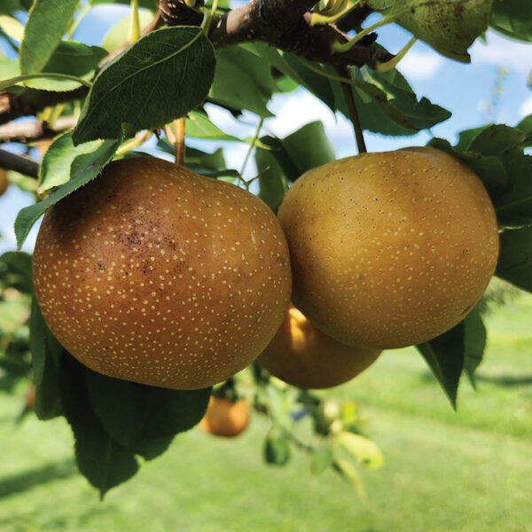 Asian Pear : HAYATAMA