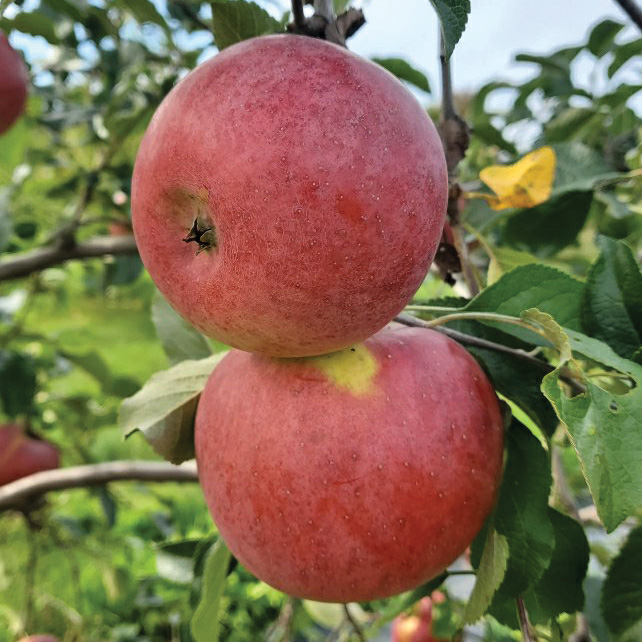 Apple : NOVA EASYGRO