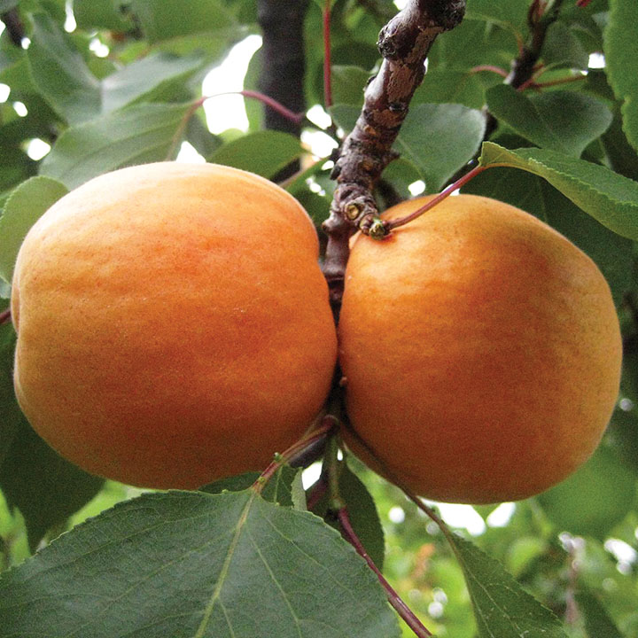 Apricot : HARGRAND