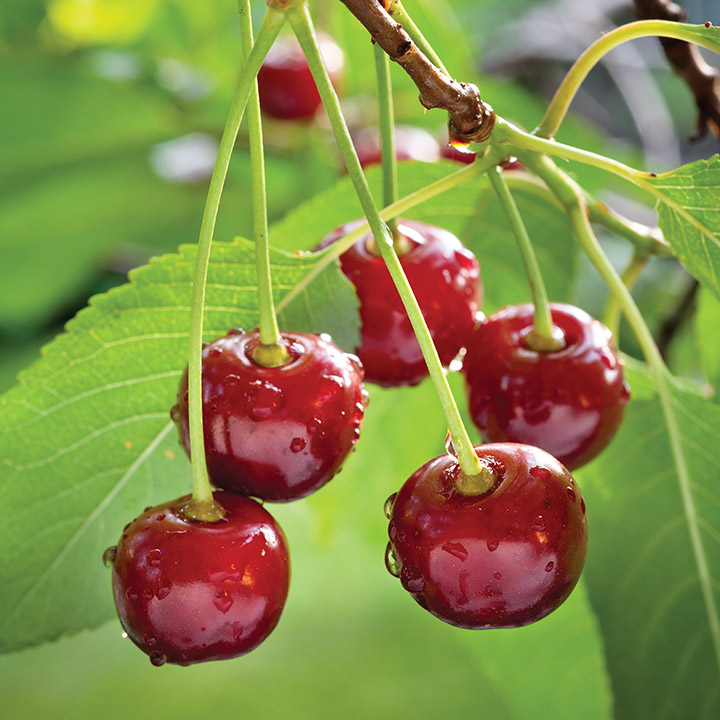 Sour Cherry : EVANS