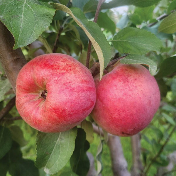 Apple : CANADIAN STRAWBERRY