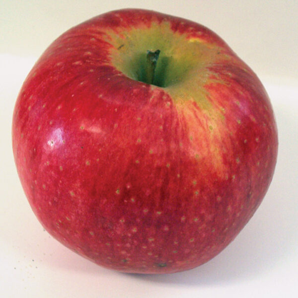 Apple : WOLF RIVER