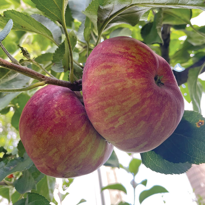 Apple : CONESTOGO