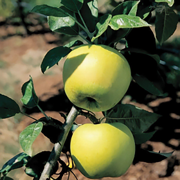 Apple : CHEHALIS