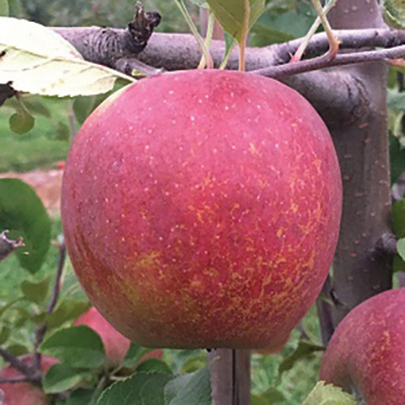 Apple : WINECRISP