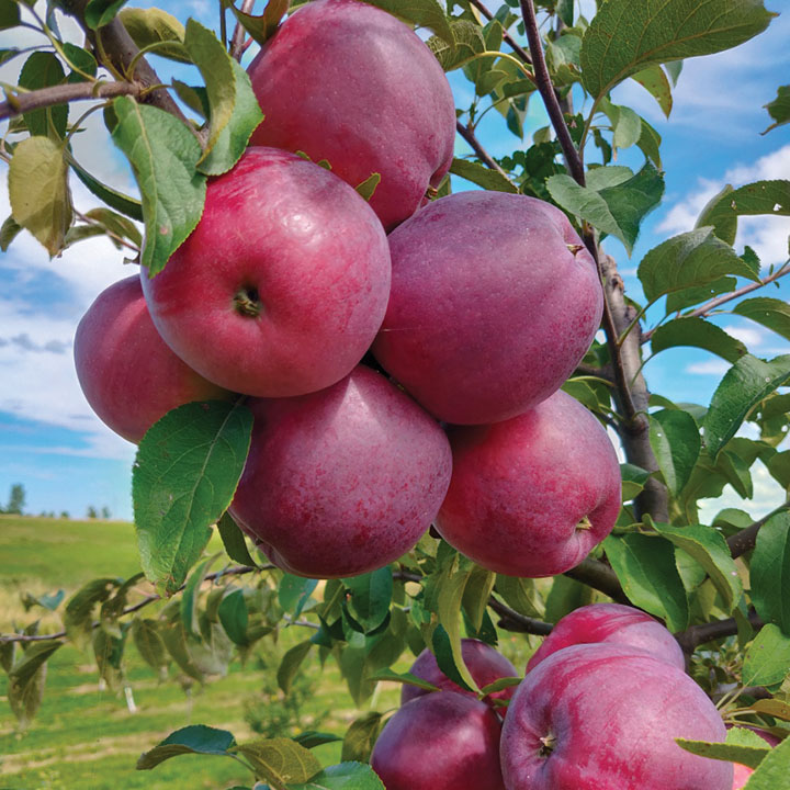 Apple : WILLIAM'S PRIDE