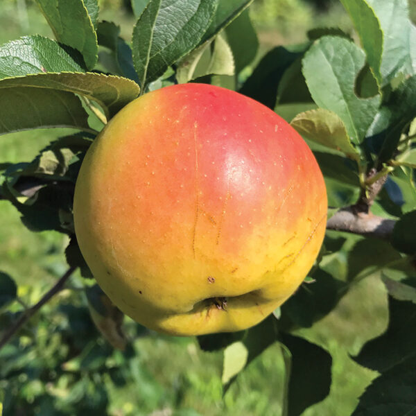 Apple : PRISTINE®