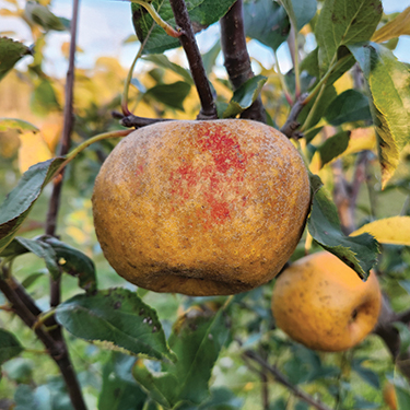 Apple : ASHMEADS KERNAL