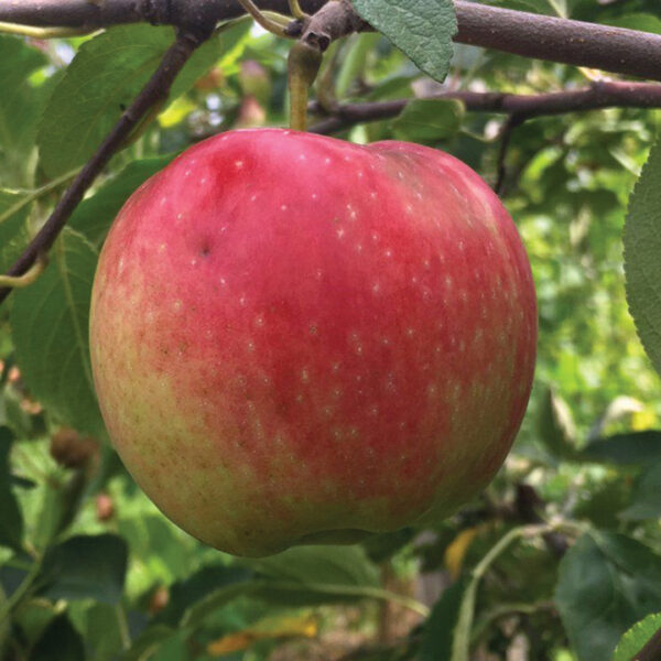 Apple : CHIEFTAIN