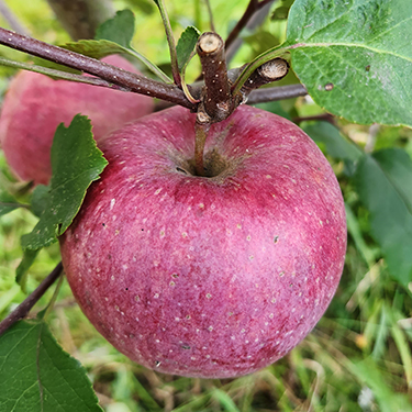 Apple : DAVEY