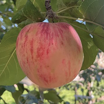 Apple : CARROLL