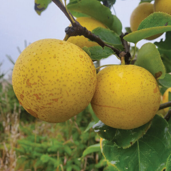 Asian Pear : SHINSEIKI
