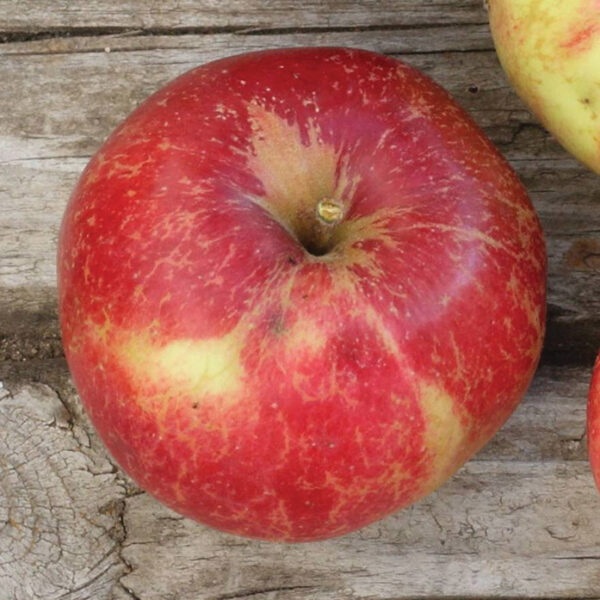 Apple : SANDOW
