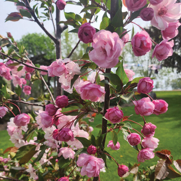 Flowering Crabapple : PINK CLOUD Standard (Antonovka)