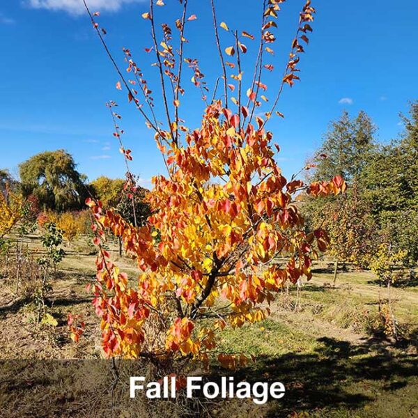 Apricot : WESTCOT - Image 2