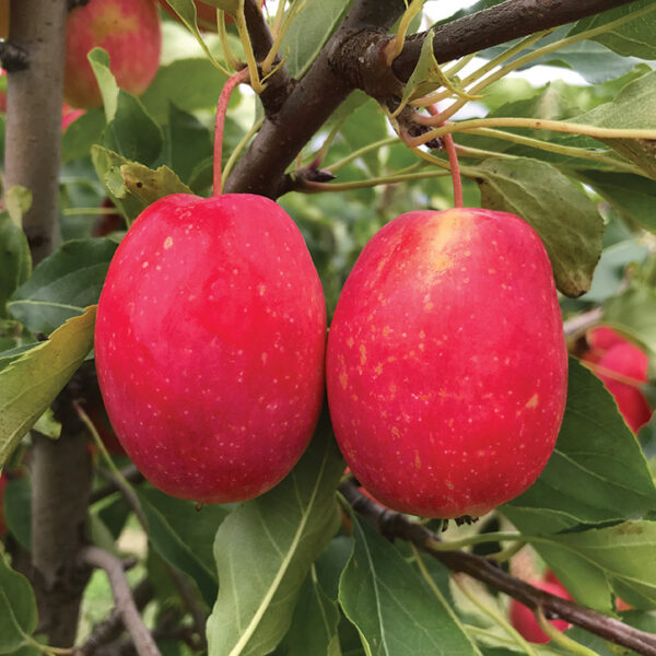 Edible Crabapple : CENTENNIAL