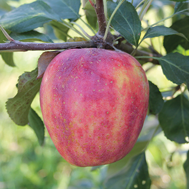 Apple : NORKENT