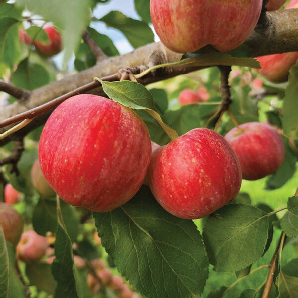 Edible Crabapple : CHESTNUT