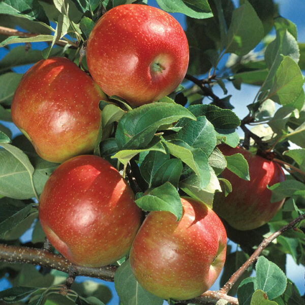 Apple : HONEYCRISP