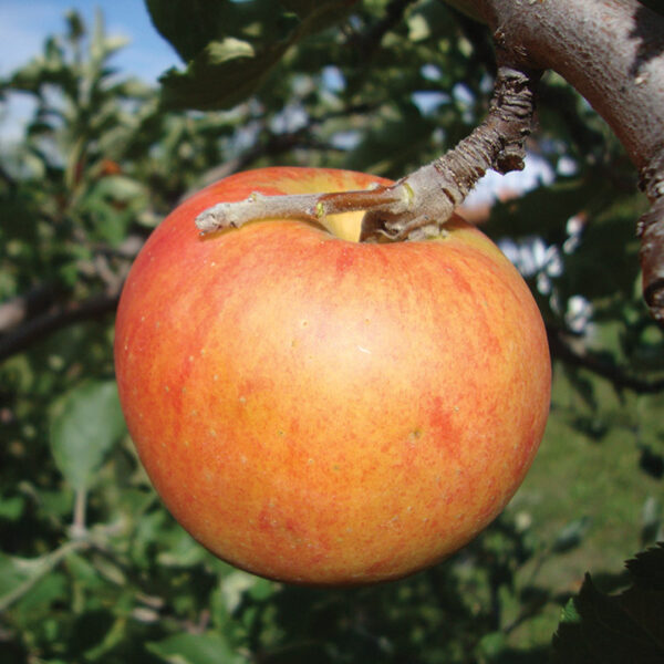 Apple : HOLSTEIN