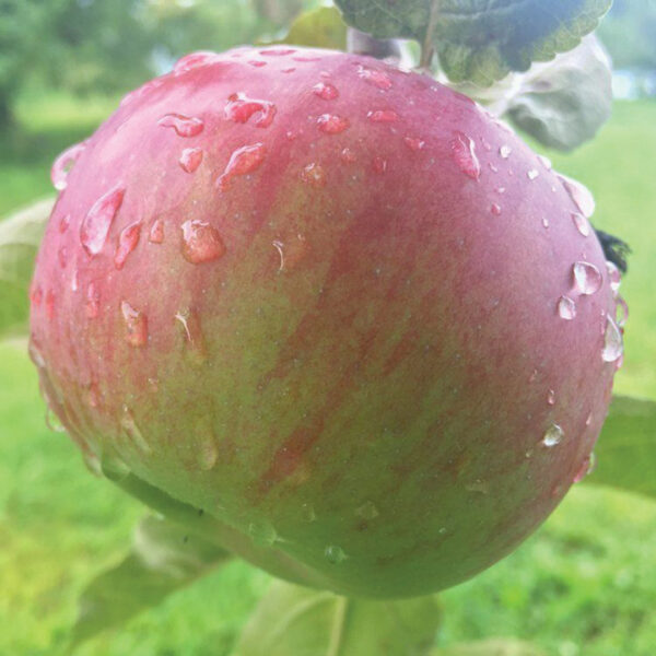 Apple : CORTLAND