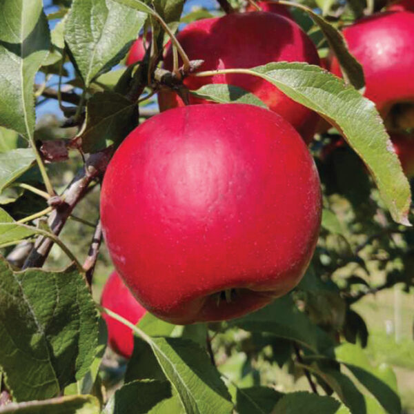 Apple : CRIMSON CRISP®