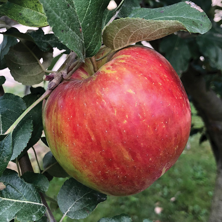 Apple : SWEET SIXTEEN