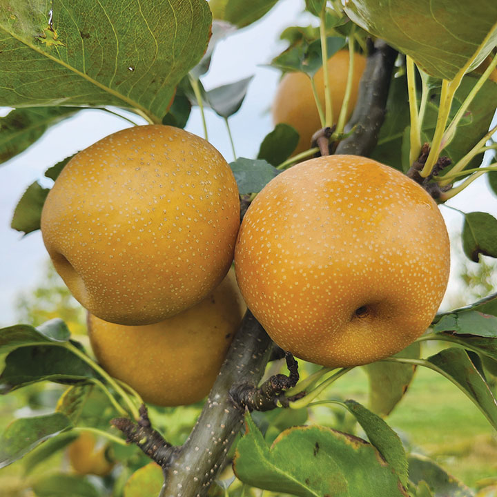 Asian Pear : YOINASHI