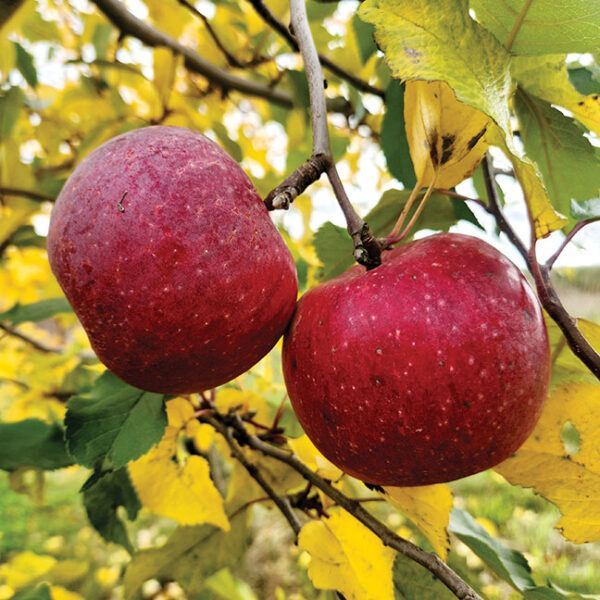 Apple : FLORINA (X-2775)