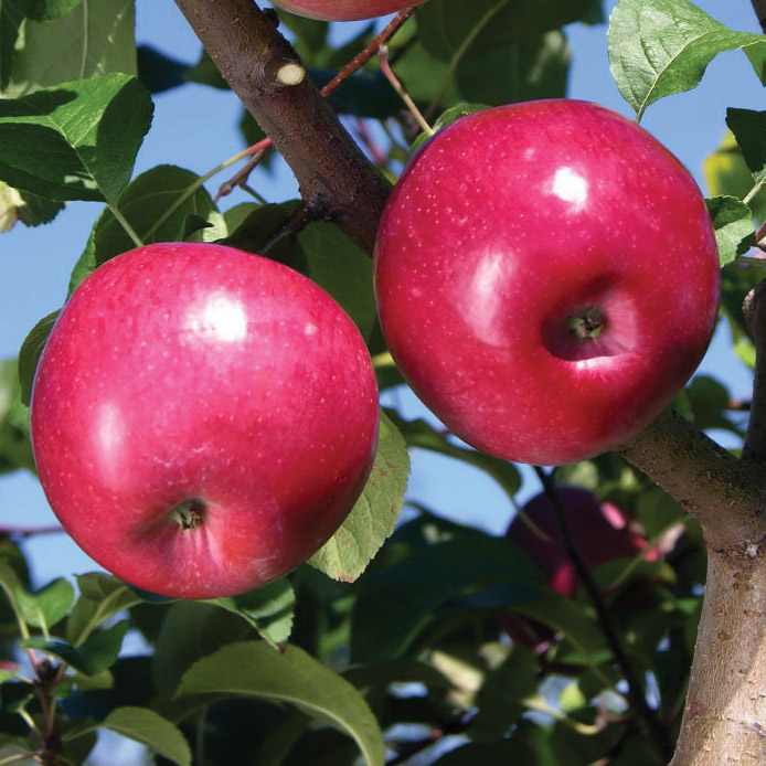 Apple : LIBERTY