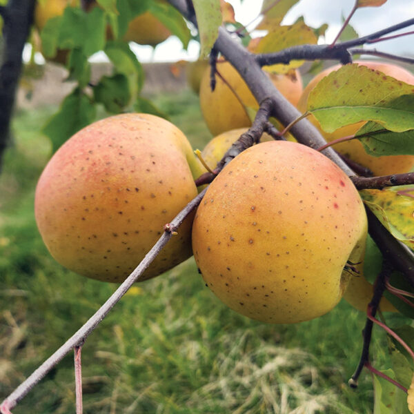Apple : GOLDRUSH