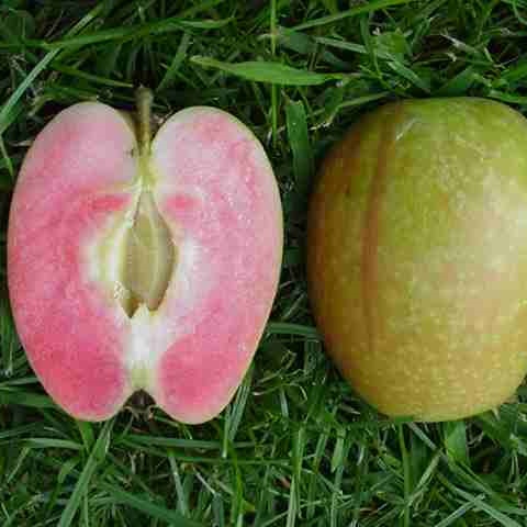 Red-Fleshed Apple : HIDDEN ROSE