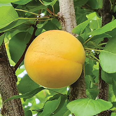 Apricot : HOYT MONTROSE