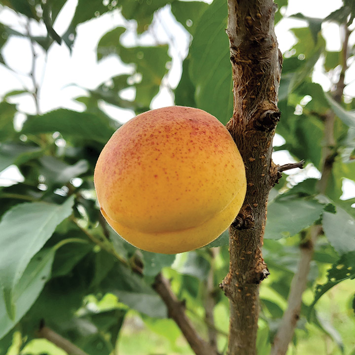 Apricot : CAPILANO