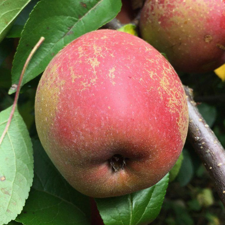 Red-Fleshed Apple : REDFIELD