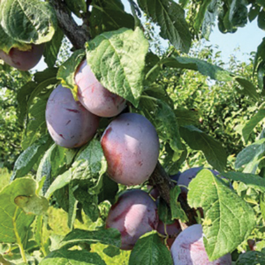 European Plum : YAKIMA