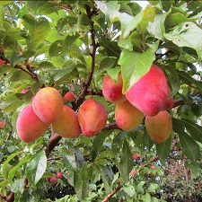 Japanese Plum : LUISA  Semi-Dwarf  (Myrobalan)